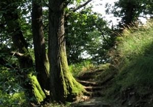 Waldwege am Mittag