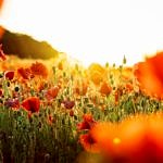 Mohnblumen