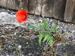 Mohnblume, die allen Widerständen trotzt und zwischen Steinfugen wächst
