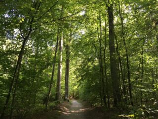 Zur Seite: Atem-Pause im Wald