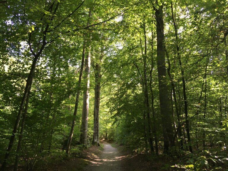 Beitragsbild für Atem-Pause im Wald